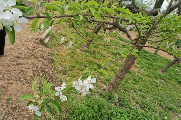 果树秋季开返花的原因及解决方法，可能是品种原因或果园管理不当