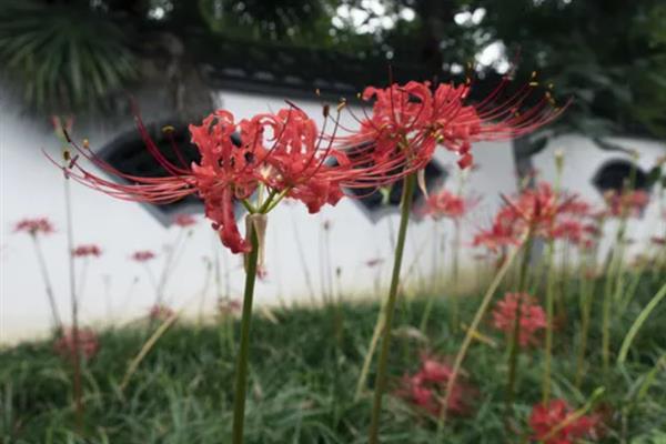 彼岸花的学名，学名是曼珠沙华