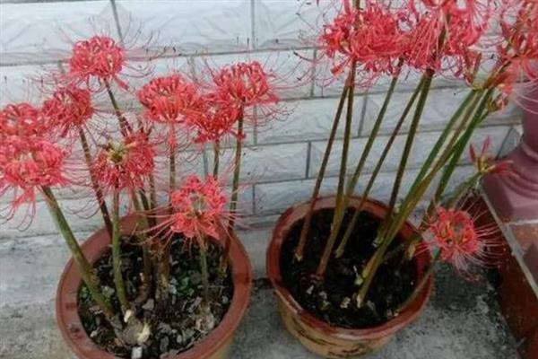 彼岸花的学名，学名是曼珠沙华