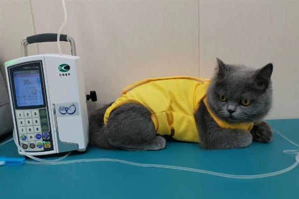如何判断猫感冒了，常表现为鼻塞、流口水、打喷嚏等