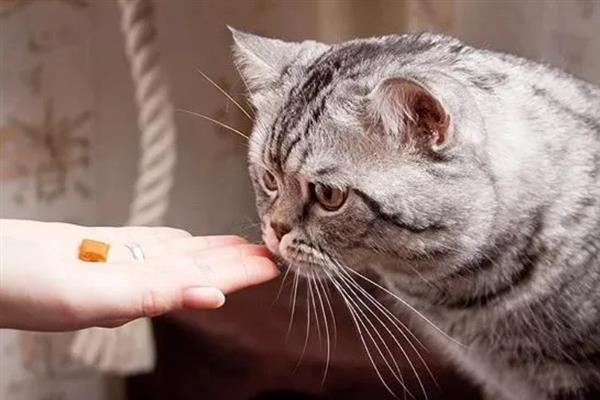 如何判断猫感冒了，常表现为鼻塞、流口水、打喷嚏等