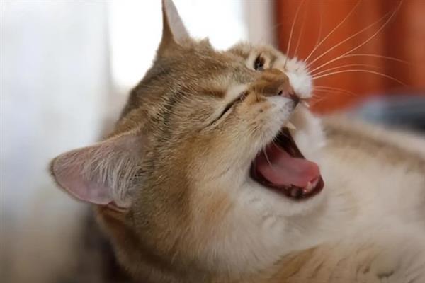 如何判断猫感冒了，常表现为鼻塞、流口水、打喷嚏等