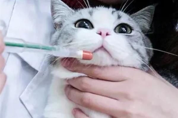 如何判断猫感冒了，常表现为鼻塞、流口水、打喷嚏等