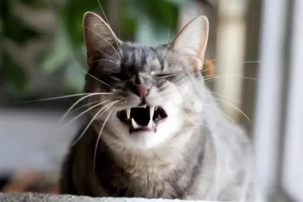 如何判断猫感冒了，常表现为鼻塞、流口水、打喷嚏等