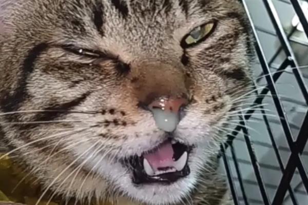 如何判断猫感冒了，常表现为鼻塞、流口水、打喷嚏等