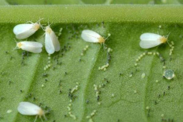 栀子花上面的白盐霜是什么东西，可能是白粉虱、蚧壳虫或发生了白粉病