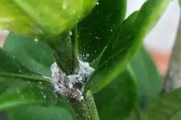 栀子花上面的白盐霜是什么东西，可能是白粉虱、蚧壳虫或发生了白粉病