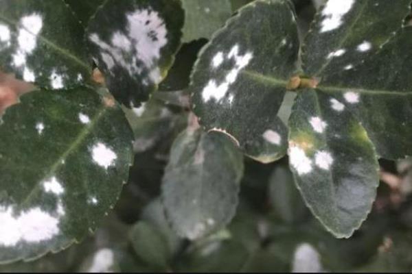 栀子花上面的白盐霜是什么东西，可能是白粉虱、蚧壳虫或发生了白粉病