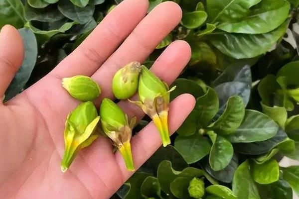 栀子花上面的白盐霜是什么东西，可能是白粉虱、蚧壳虫或发生了白粉病
