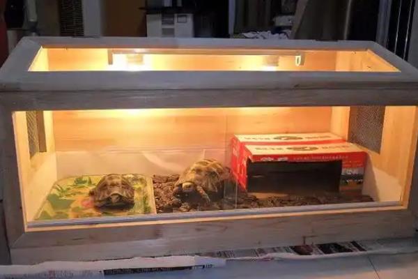 陆龟的养殖注意事项，比较喜欢湿润的环境