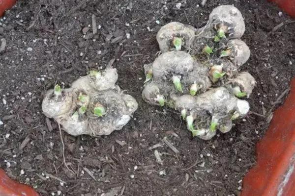 马蹄莲如何种植，可以种植在阳光充足的地方