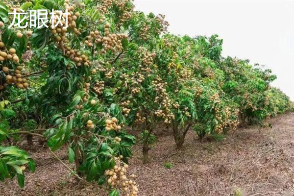 1-2月份适合种什么果树，适合种百香果树、龙眼树等