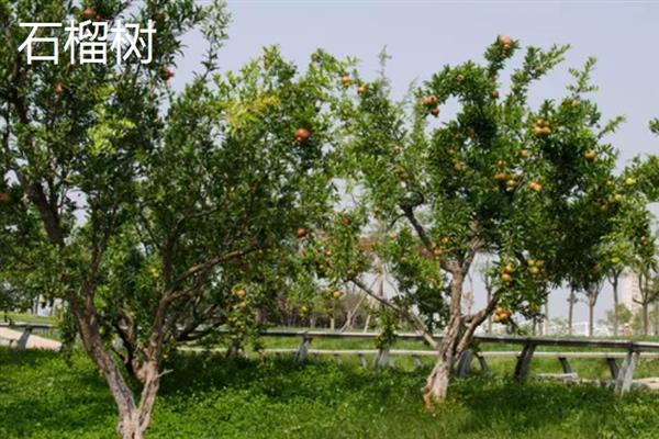 1-2月份适合种什么果树，适合种百香果树、龙眼树等