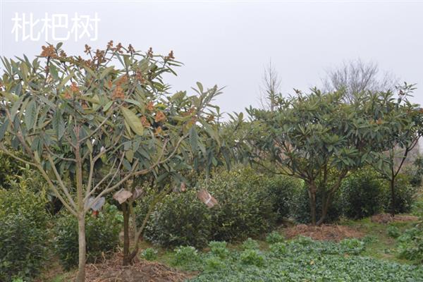 1-2月份适合种什么果树，适合种百香果树、龙眼树等