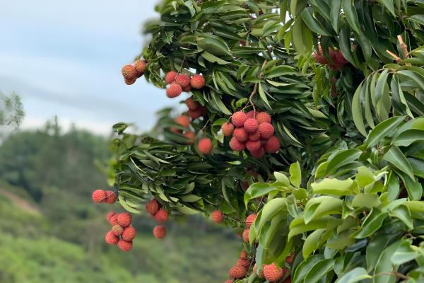 11月份能不能对桂味荔枝剪枝，可以修剪但不利于节省人力和财力