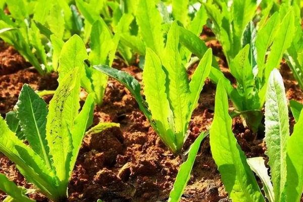 油麦菜的亩产量，一般能达到4000-6000斤左右