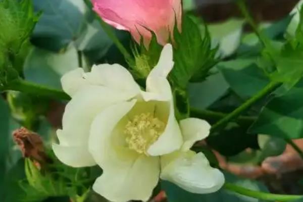 棉花的生长周期，早熟棉花品种生长周期为110-115天