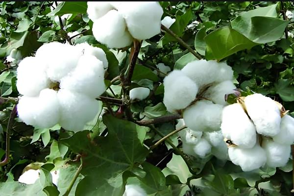棉花的生长周期，早熟棉花品种生长周期为110-115天