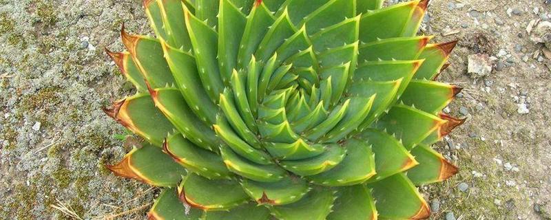 多叶芦荟简介，是多年生常绿肉质草本植物