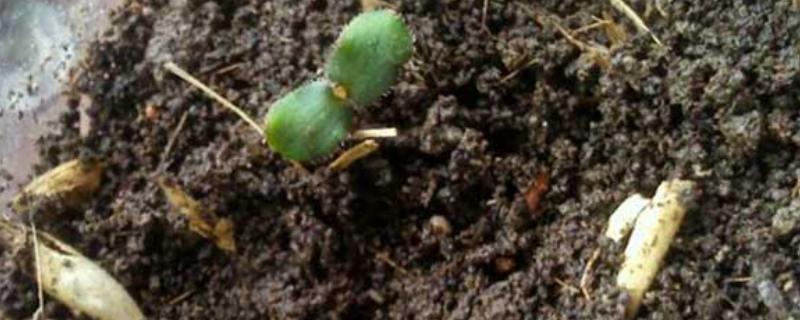 蔷薇花种子的种植方法，要选择个比较大的花盆种植