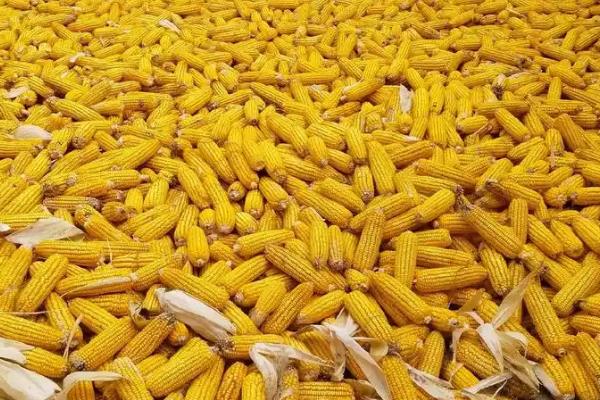 郑单035玉米的特征特性，生育期为101天
