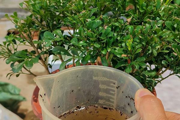 养殖米兰花的方法，每隔半个月追施一次有机肥