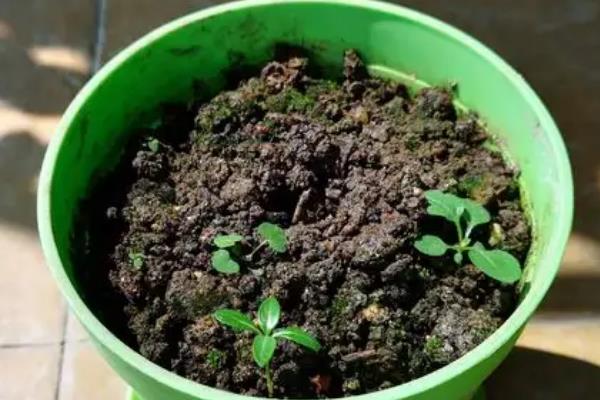 蔷薇花种子的种植方法，要选择个比较大的花盆种植