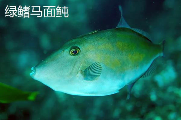 海水鱼的种类，常见的有小丑鱼、带鱼、鲅鱼等
