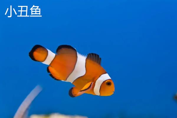 海水鱼的种类，常见的有小丑鱼、带鱼、鲅鱼等