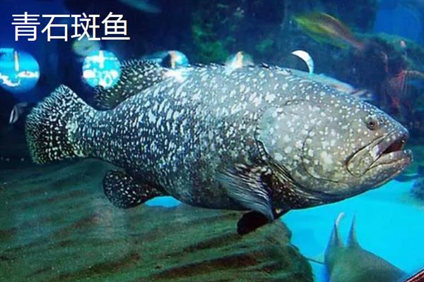 海水鱼的种类，常见的有小丑鱼、带鱼、鲅鱼等