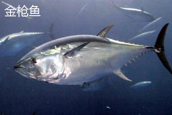 海水鱼的种类，常见的有小丑鱼、带鱼、鲅鱼等