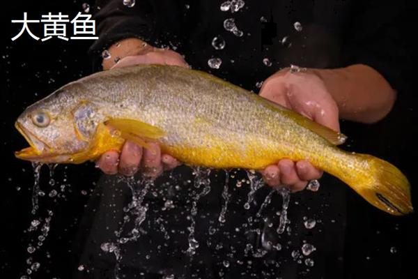 海水鱼的种类，常见的有小丑鱼、带鱼、鲅鱼等