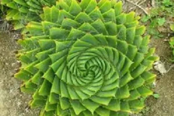 多叶芦荟简介，是多年生常绿肉质草本植物