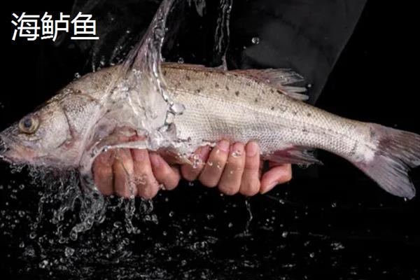 海水鱼的种类，常见的有小丑鱼、带鱼、鲅鱼等