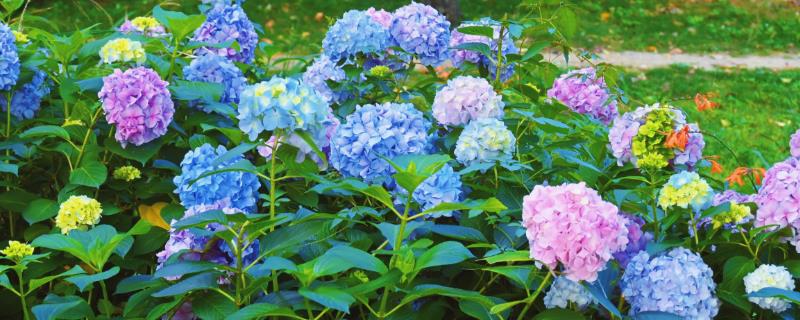 绣球花叶子干枯发白的原因，大多是光照不适、施肥不当等因素造成