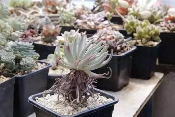 冬天仙女杯怎么浇水，选择融化的雪水、雨水以及河水等