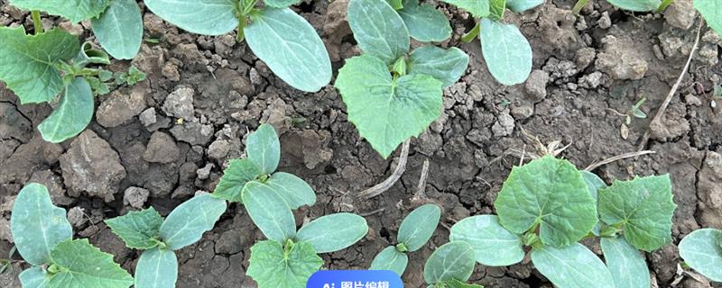 黄瓜苗的种植方法，株高达到20-25厘米时要插架