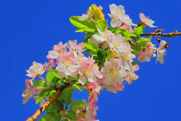 海棠花有什么花语，代表苦恋、美丽高贵、离愁思乡等含义