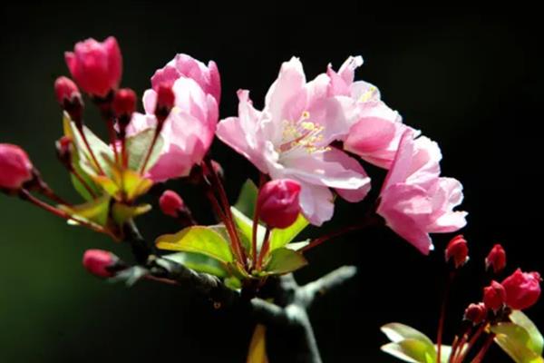 海棠花有什么花语，代表苦恋、美丽高贵、离愁思乡等含义