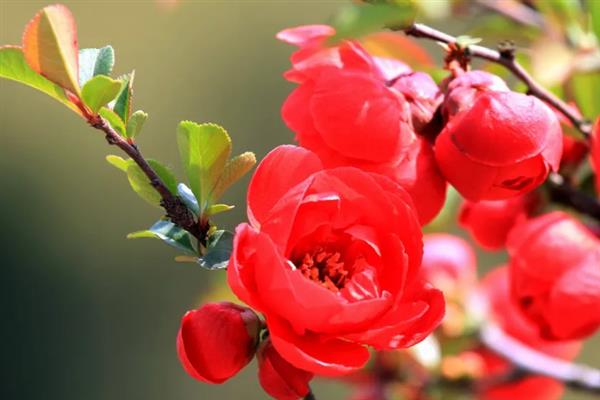 海棠花有什么花语，代表苦恋、美丽高贵、离愁思乡等含义