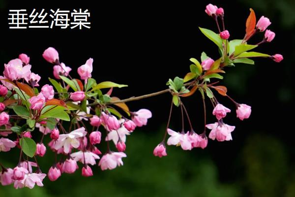 海棠花有什么花语，代表苦恋、美丽高贵、离愁思乡等含义