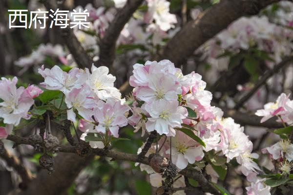海棠花有什么花语，代表苦恋、美丽高贵、离愁思乡等含义