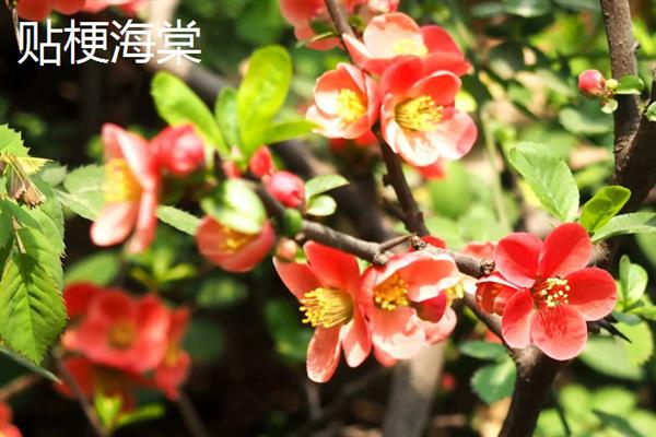 海棠花有什么花语，代表苦恋、美丽高贵、离愁思乡等含义