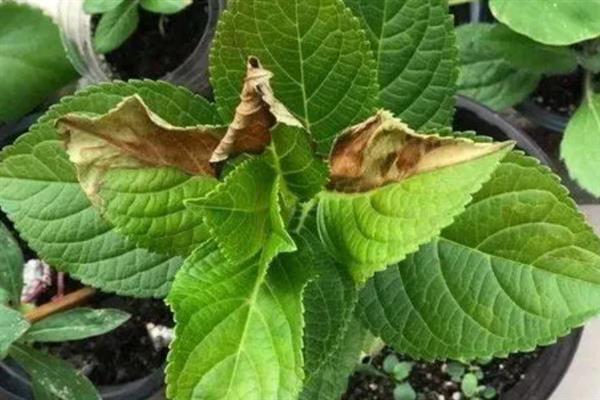 绣球花叶子干枯发白的原因，大多是光照不适、施肥不当等因素造成