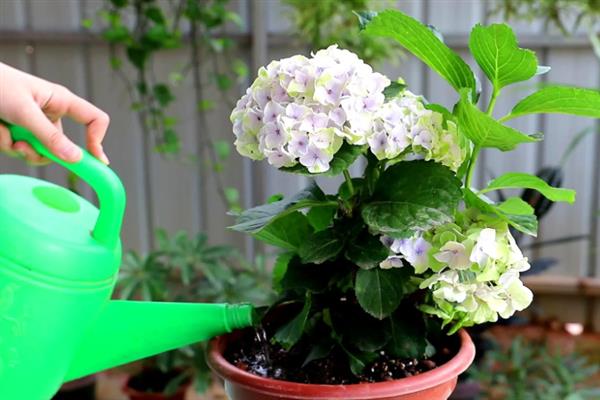 绣球花叶子干枯发白的原因，大多是光照不适、施肥不当等因素造成