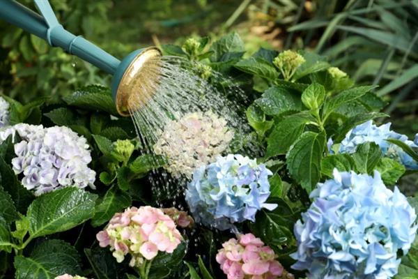 绣球花叶子干枯发白的原因，大多是光照不适、施肥不当等因素造成
