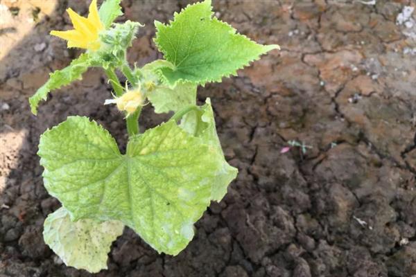 黄瓜苗的种植方法，株高达到20-25厘米时要插架