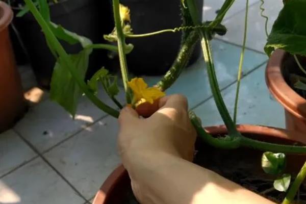 黄瓜苗的种植方法，株高达到20-25厘米时要插架