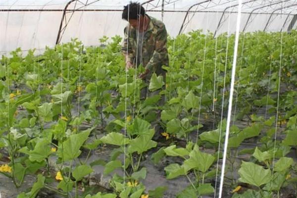 黄瓜苗的种植方法，株高达到20-25厘米时要插架