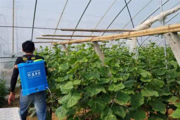 黄瓜苗的种植方法，株高达到20-25厘米时要插架